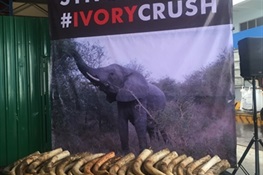  Press Statement: Singapore Joins Global Movement to Crush the Ivory Trade